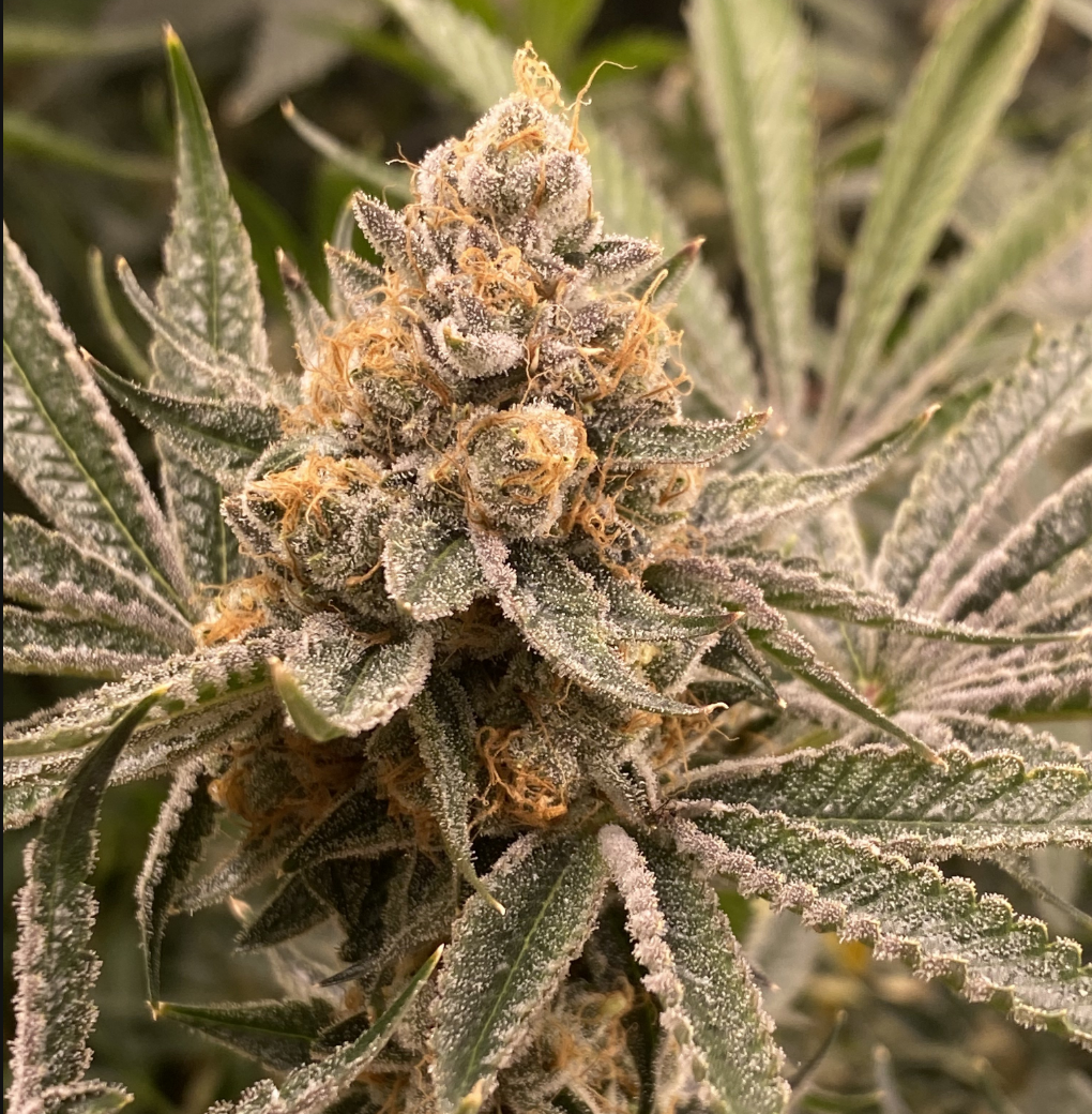 Heirloom Cannabis Strains