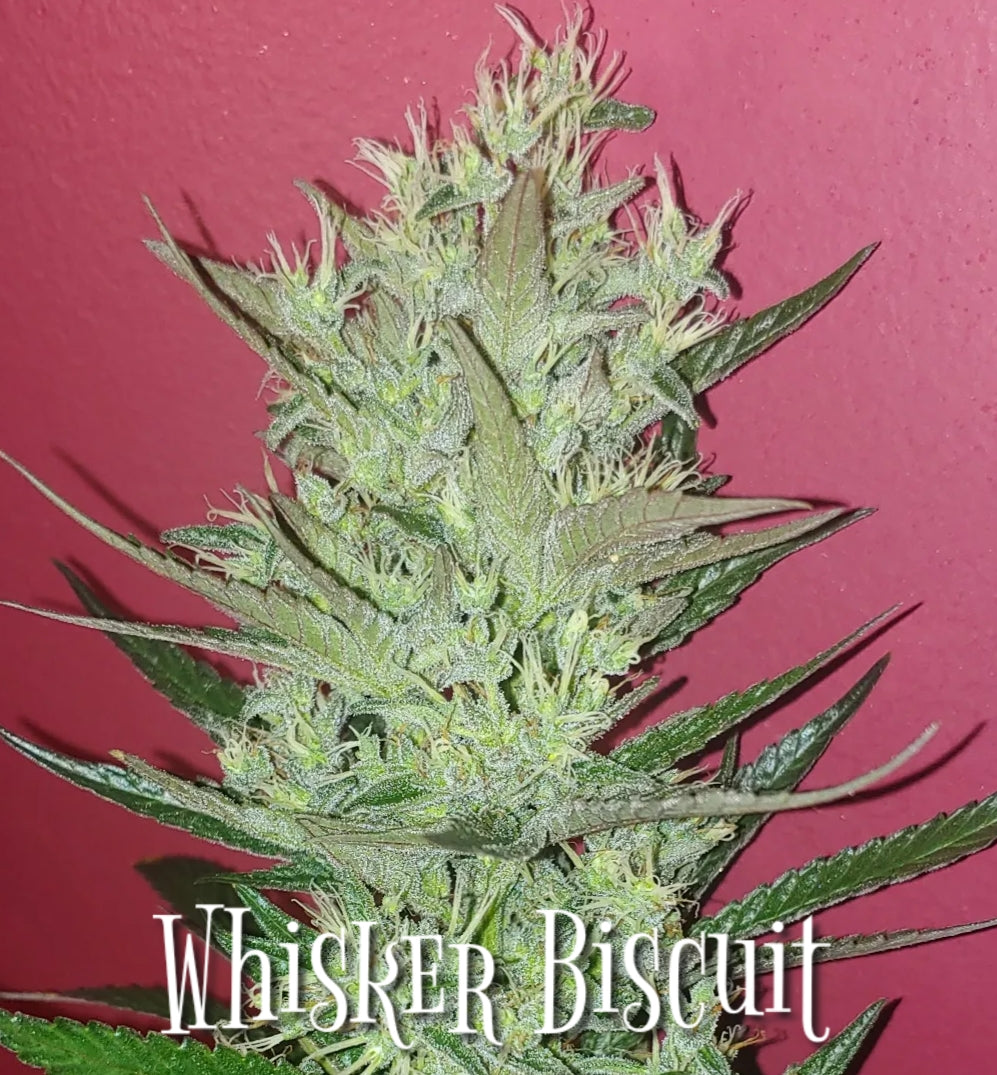 Blackbird Preservations - Whisker Biscuit F3