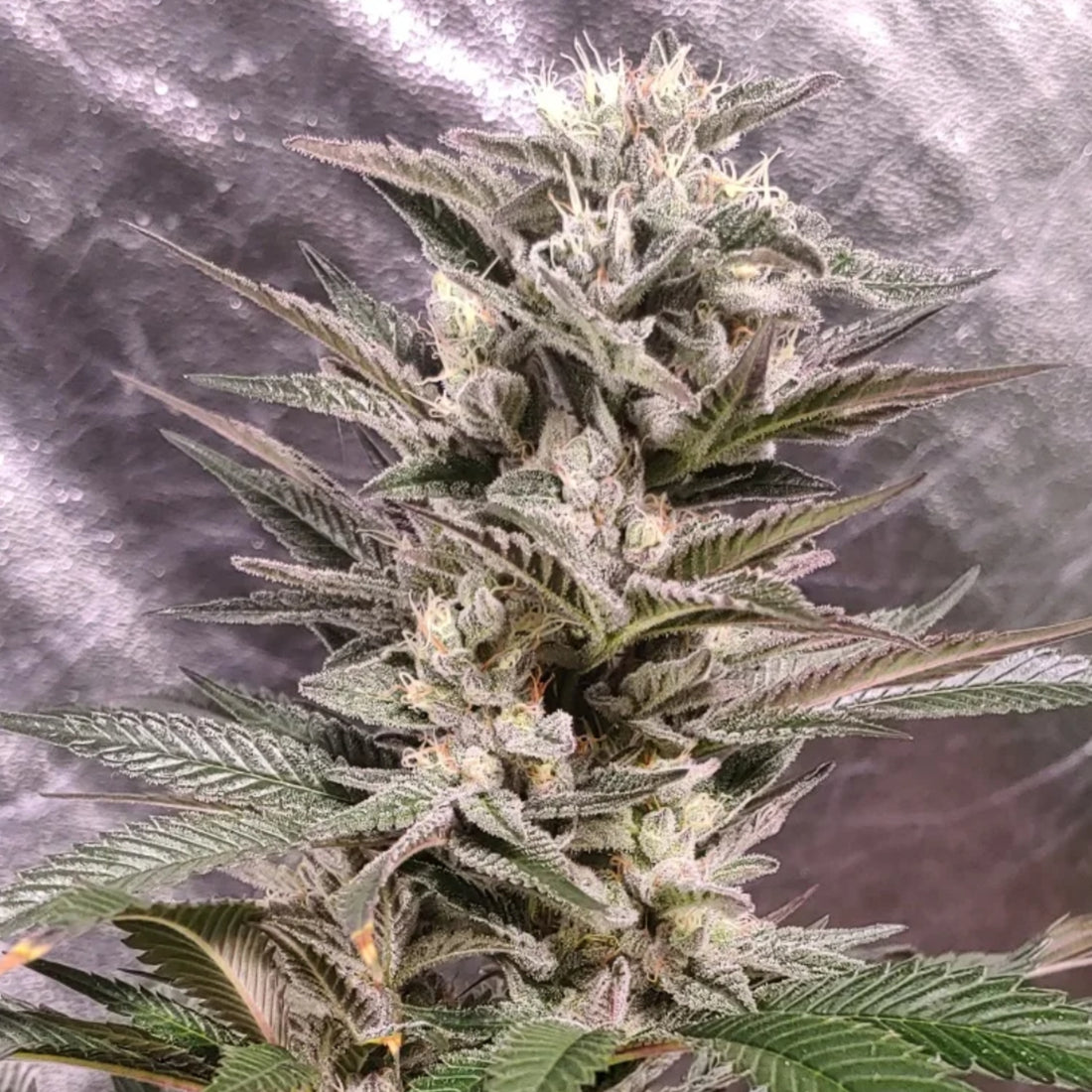 Blackbird Preservations - Whisker Biscuit F3