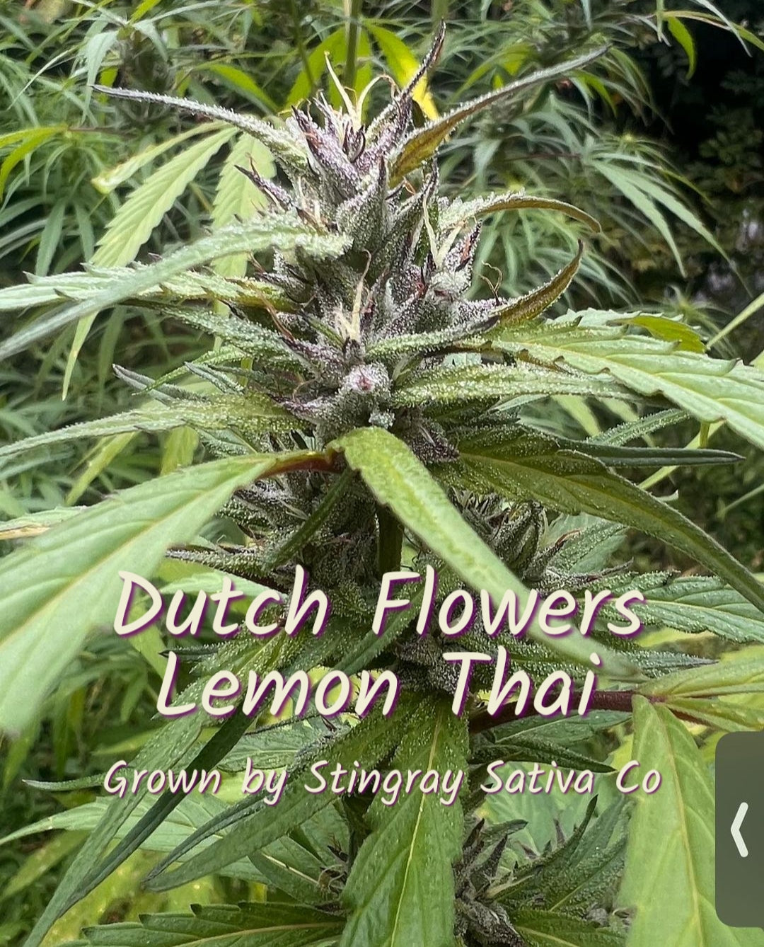 Blackbird Preservations - Lemon Thai IX