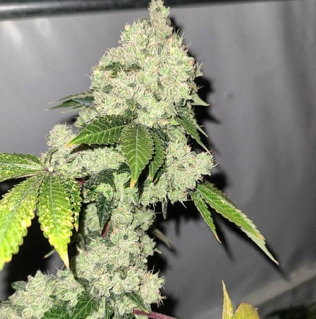 Lucky Dog Seed Co - Chem Brand