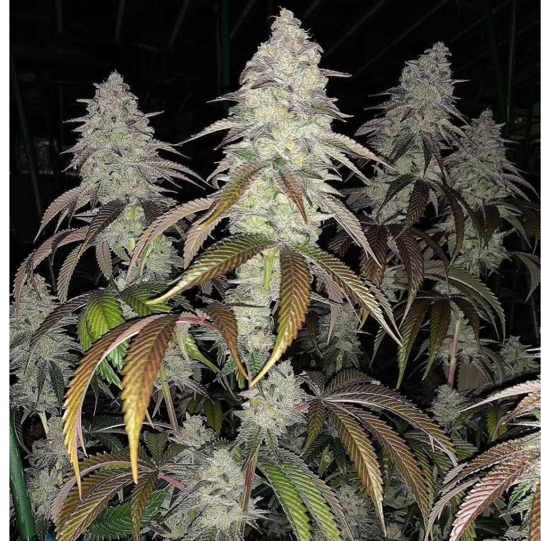 Lucky Dog Seed Co - Chem Fuego