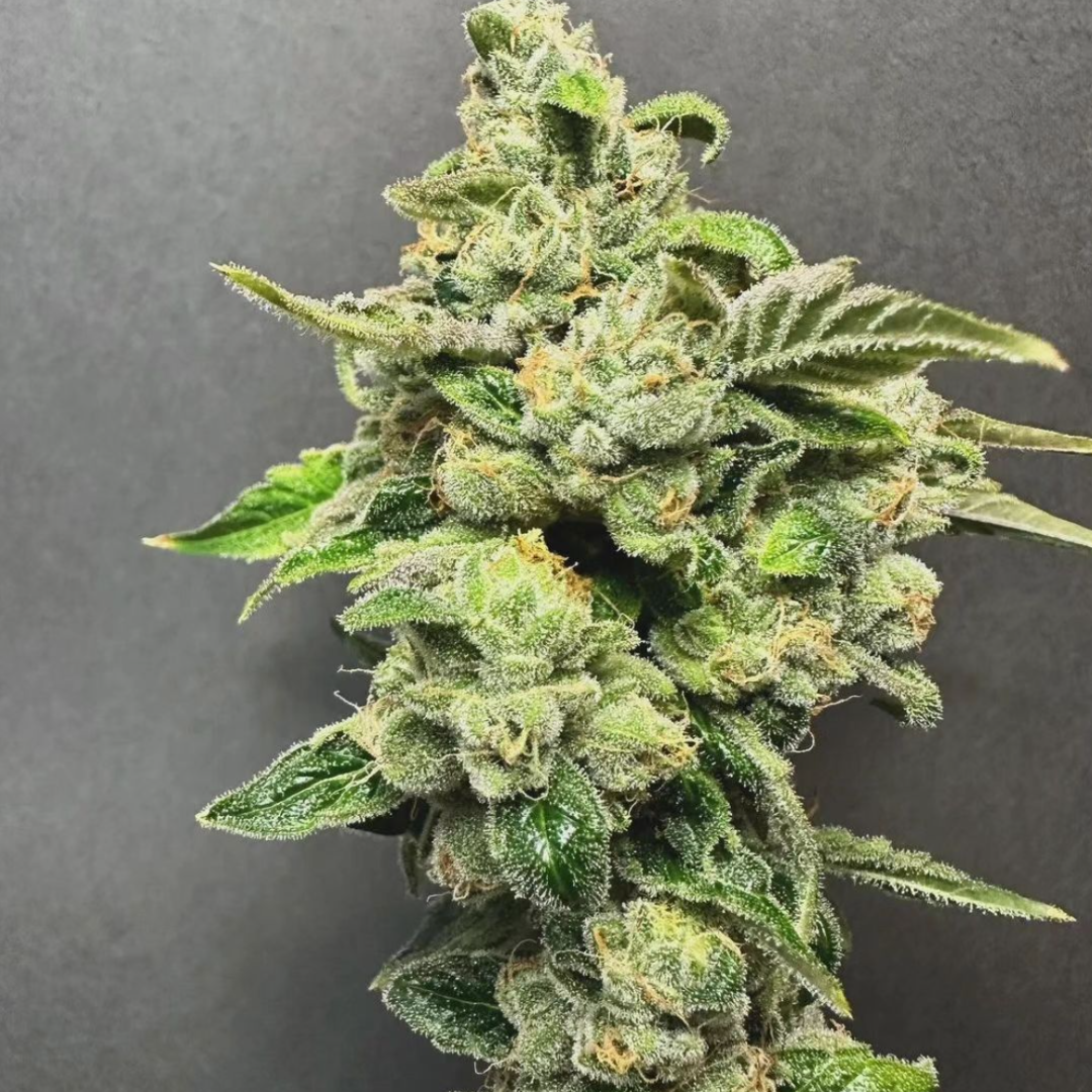 Lucky Dog Seed Co - Chem Fuego