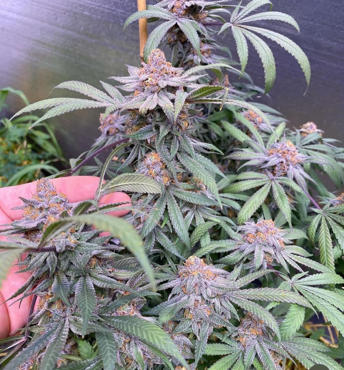 CSI: Humboldt - Granddaddy Purple S1