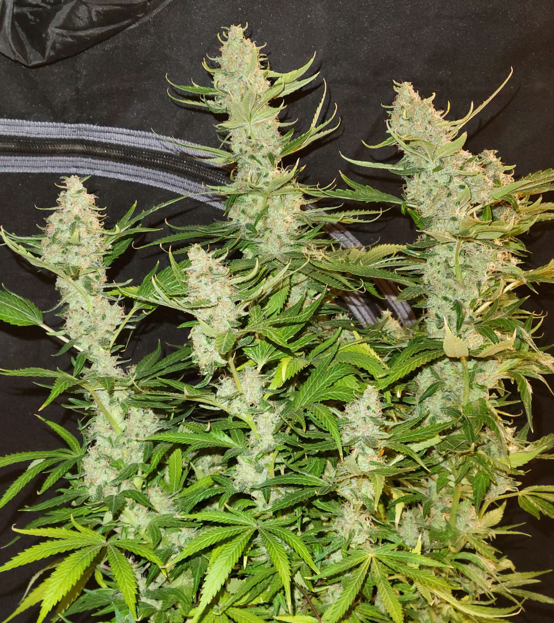 Top Dawg - Legend Haze