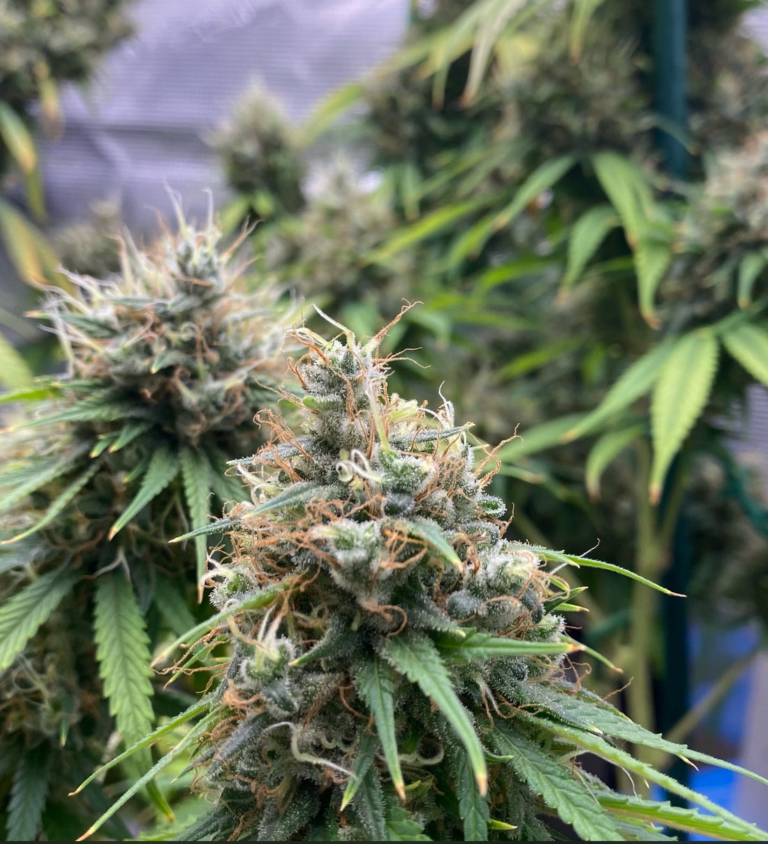 Top Dawg - Legend Haze