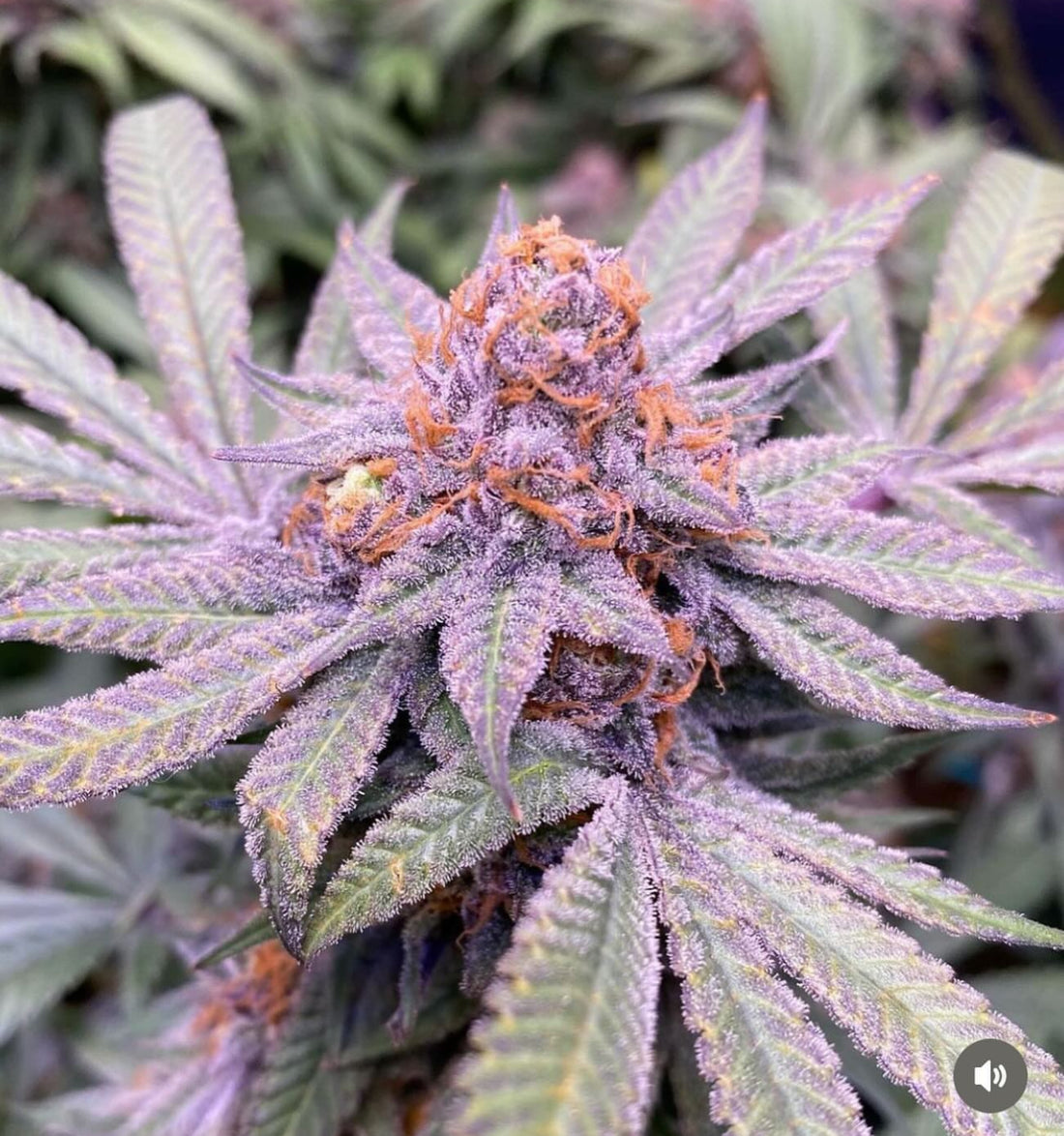 CSI: Humboldt - Granddaddy Purple S1