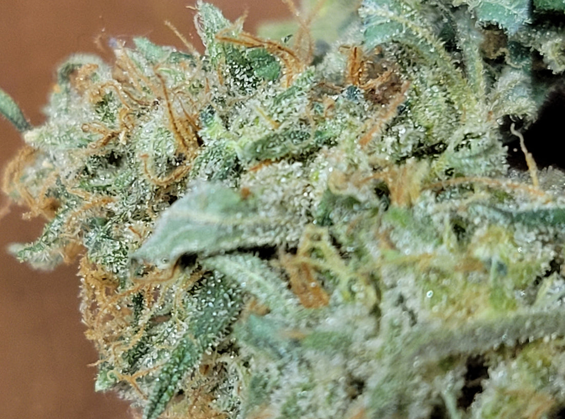 Top Dawg - Legend Haze