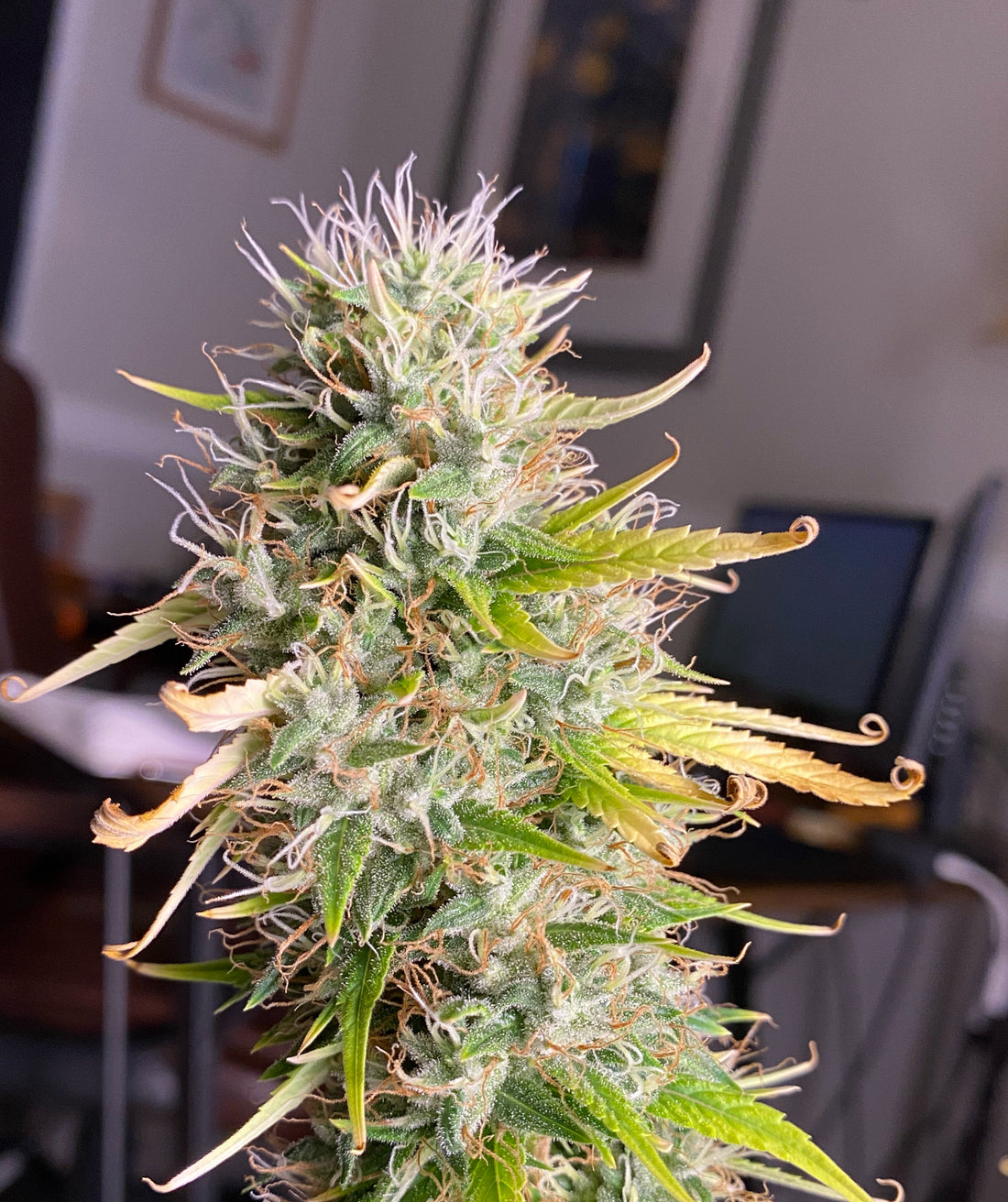 Top Dawg - Legend Haze