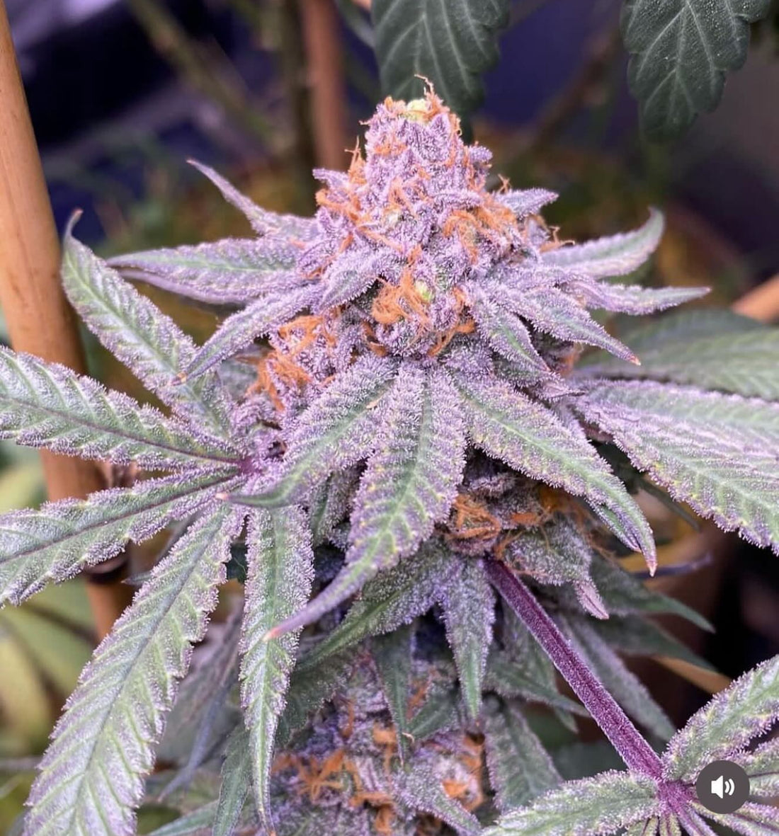 CSI: Humboldt - Granddaddy Purple S1