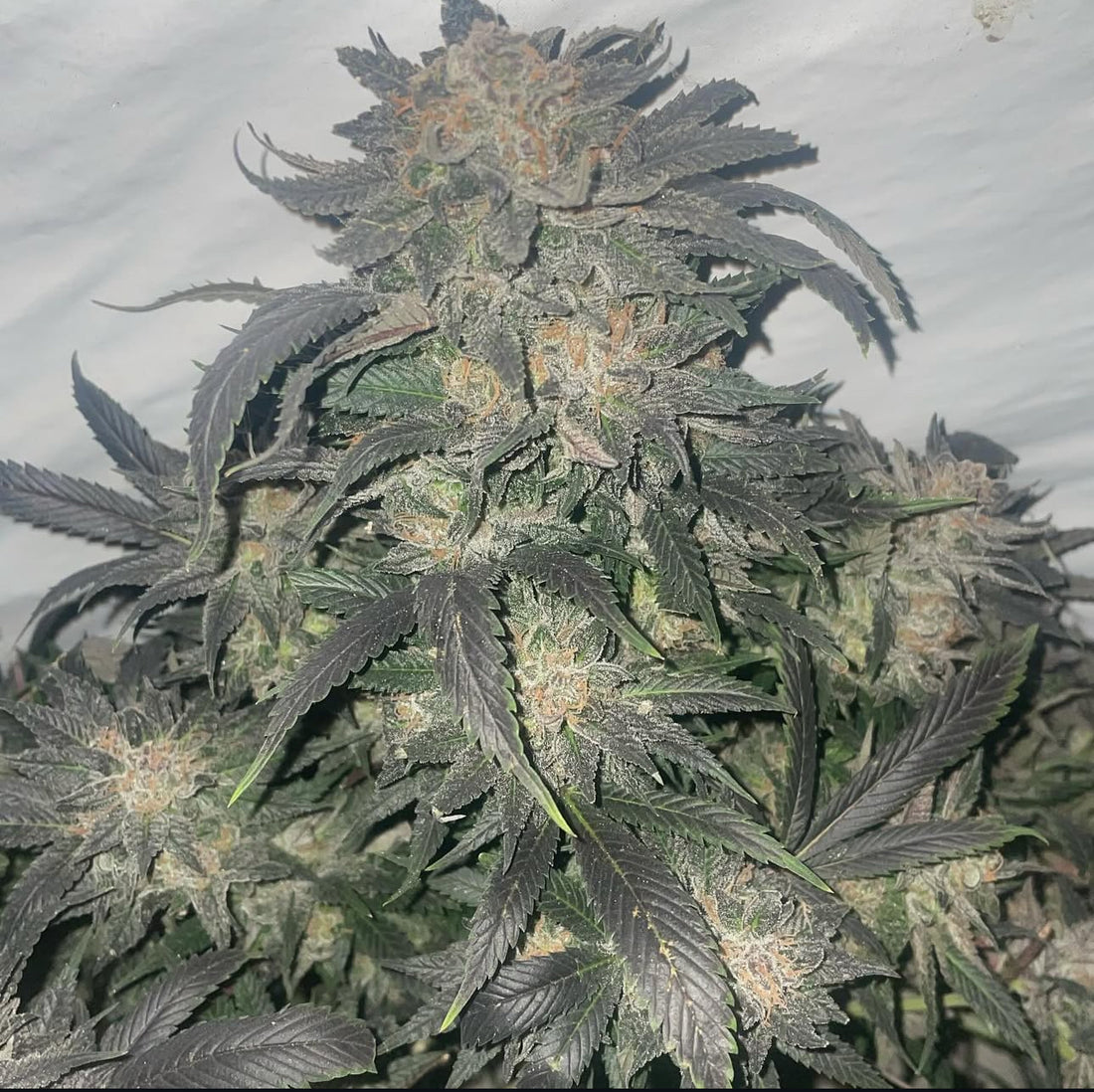Top Dawg: Burmese BX