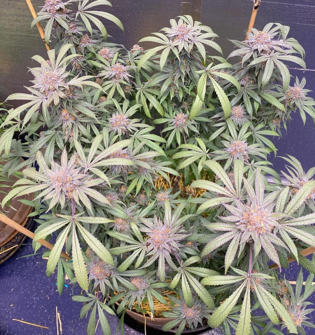 CSI: Humboldt - Granddaddy Purple S1