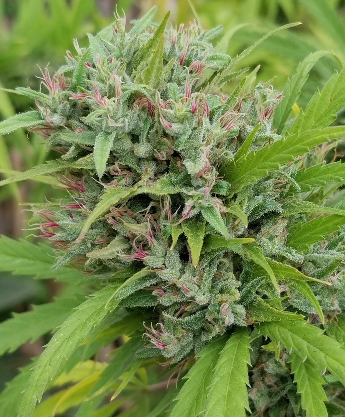 Coastal Seed Co - Highbiscus x Thai