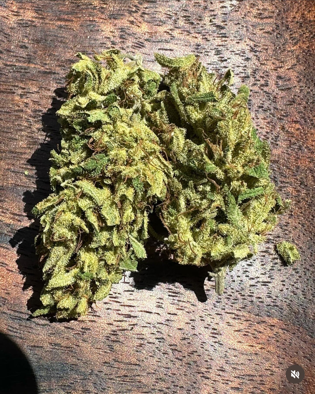 Coastal Seed Co - Aunt of Farouk x Colombian