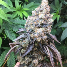 Lucky Dog Seed Co - Grand Master Chem
