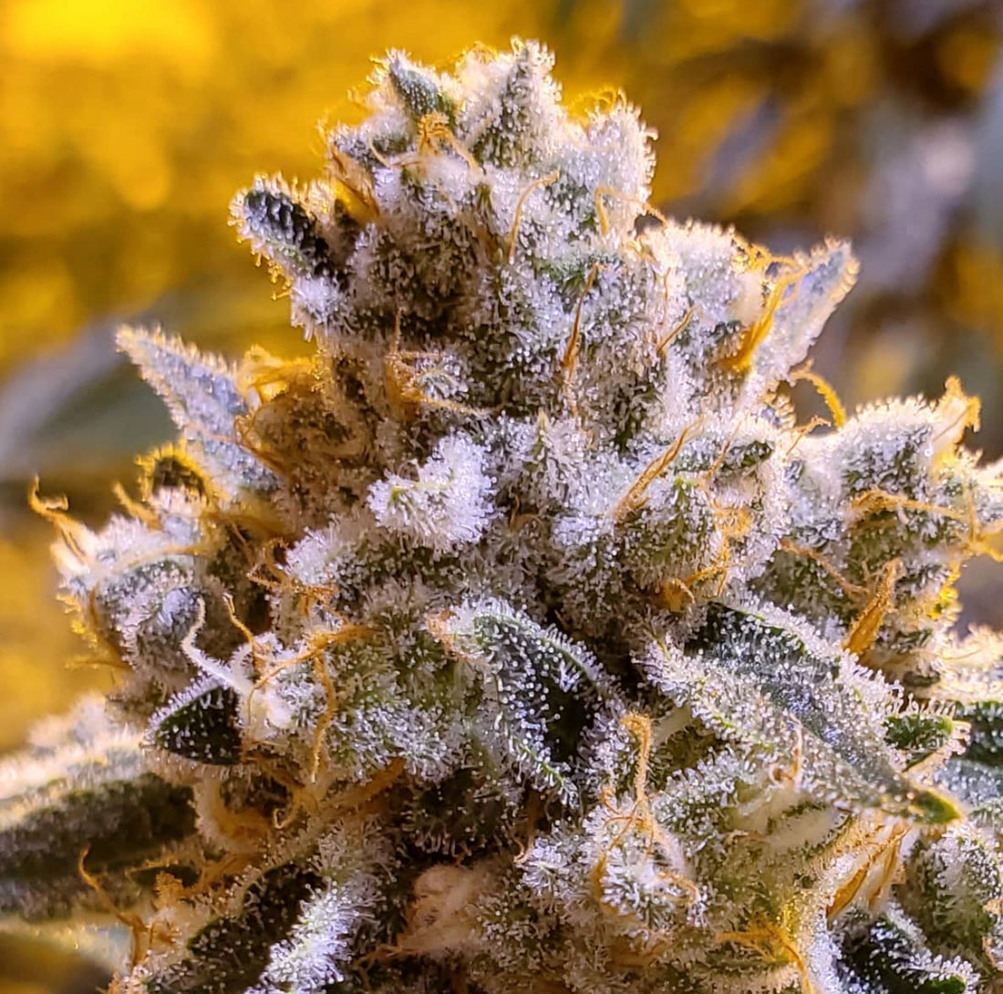 Thunderfudge Genetics - Razzberry Julep