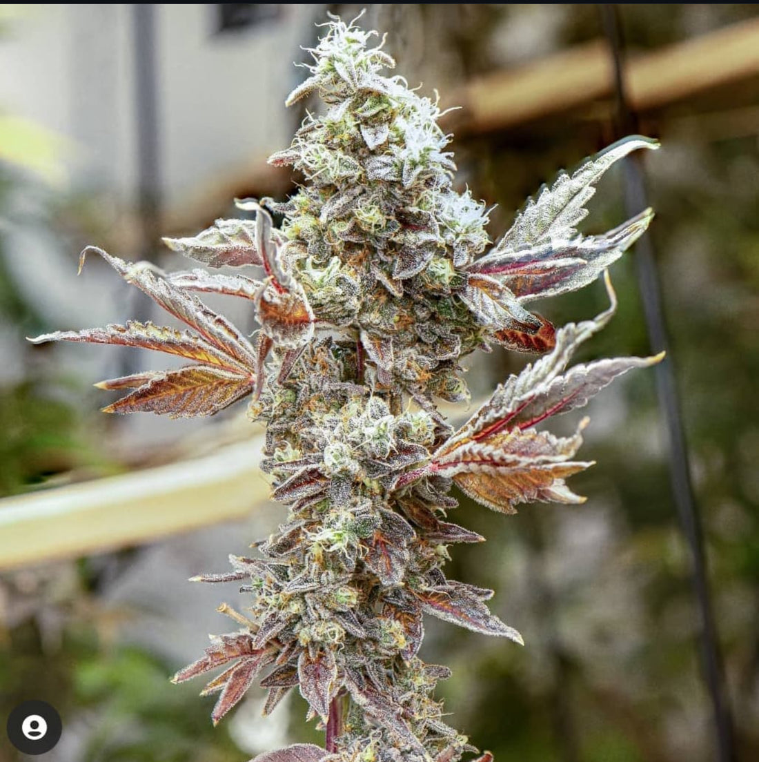 Thunderfudge Genetics - Razzberry Julep