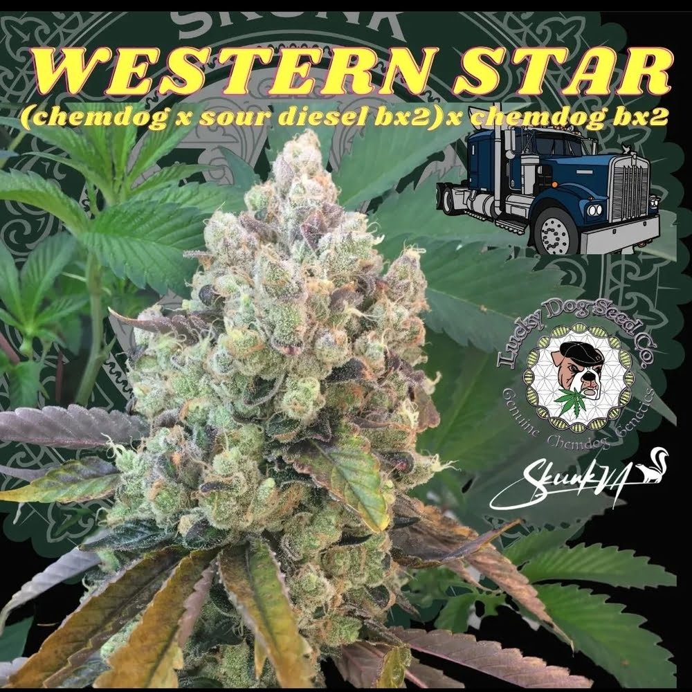 Lucky Dog Seed Co - Western Star