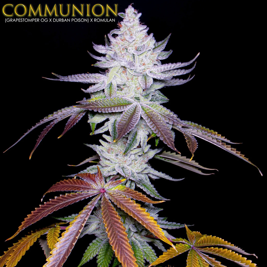 Romulan Genetics - Communion (S1)