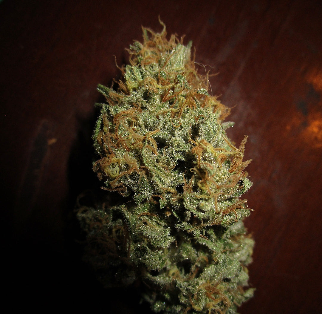 The Nature Farms - '95 Silver Haze F5