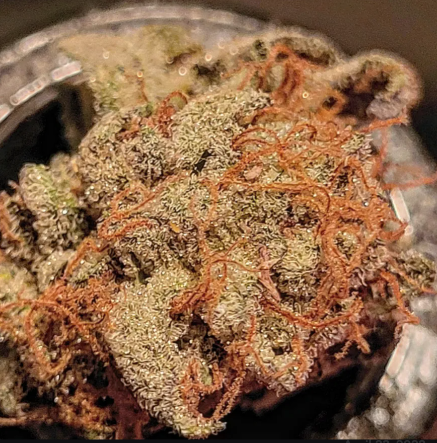Thunderfudge Genetics - Snake & Mongoose