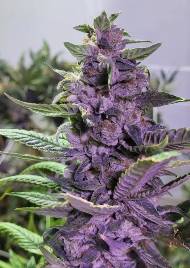 Thunderfudge Genetics - Snake & Mongoose