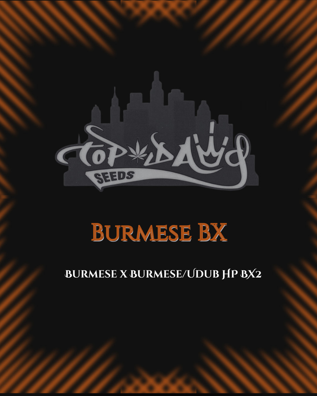 Top Dawg: Burmese BX