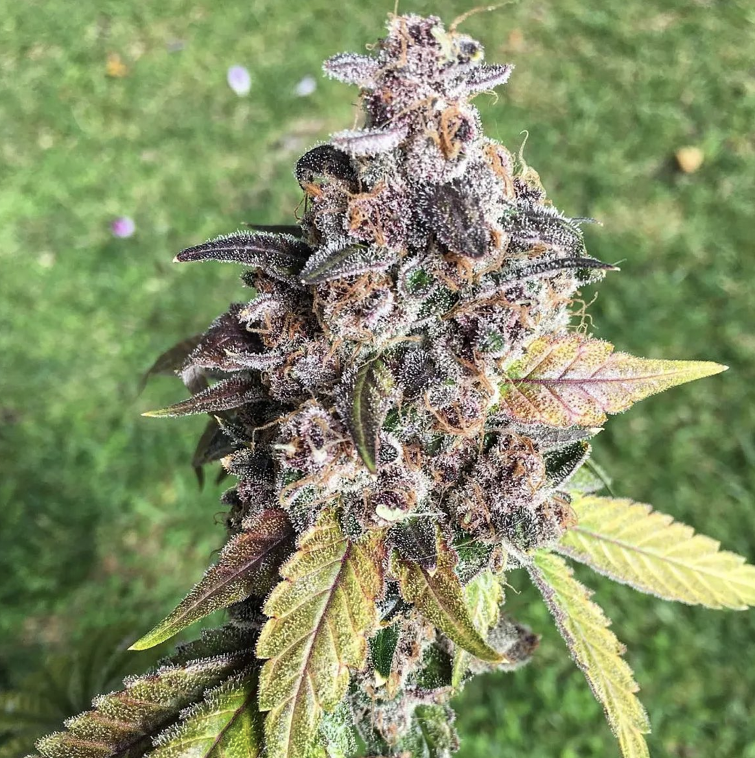 Lucky Dog Seed Co - Trop Dog