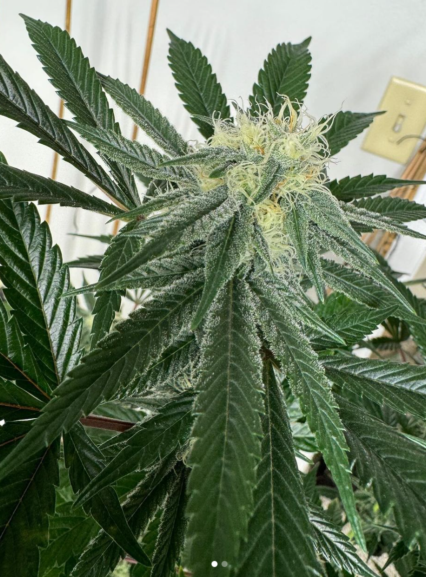 Santa Cruz Goat Farm - Waking Life (F)