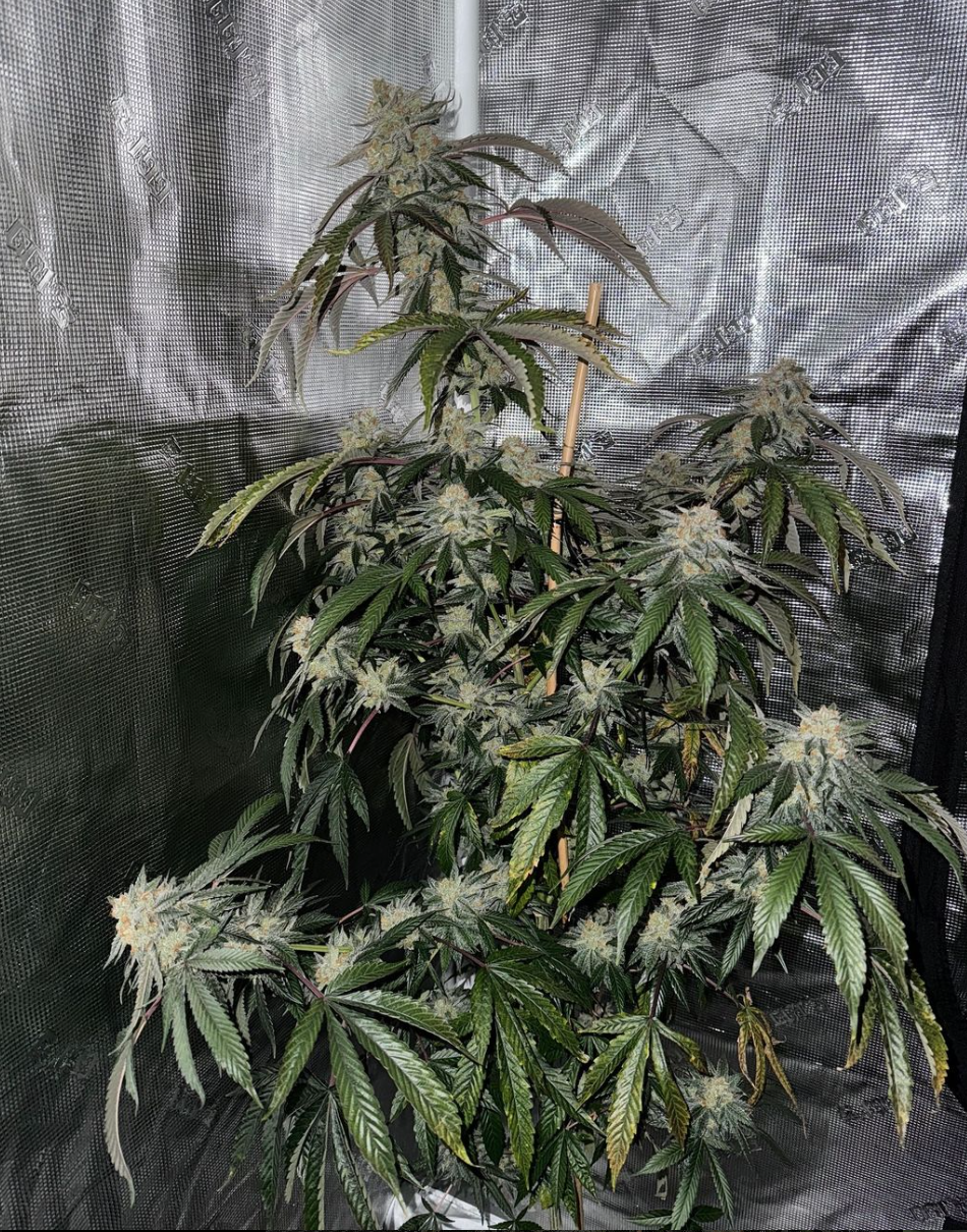 Santa Cruz Goat Farm - Waking Life (F)