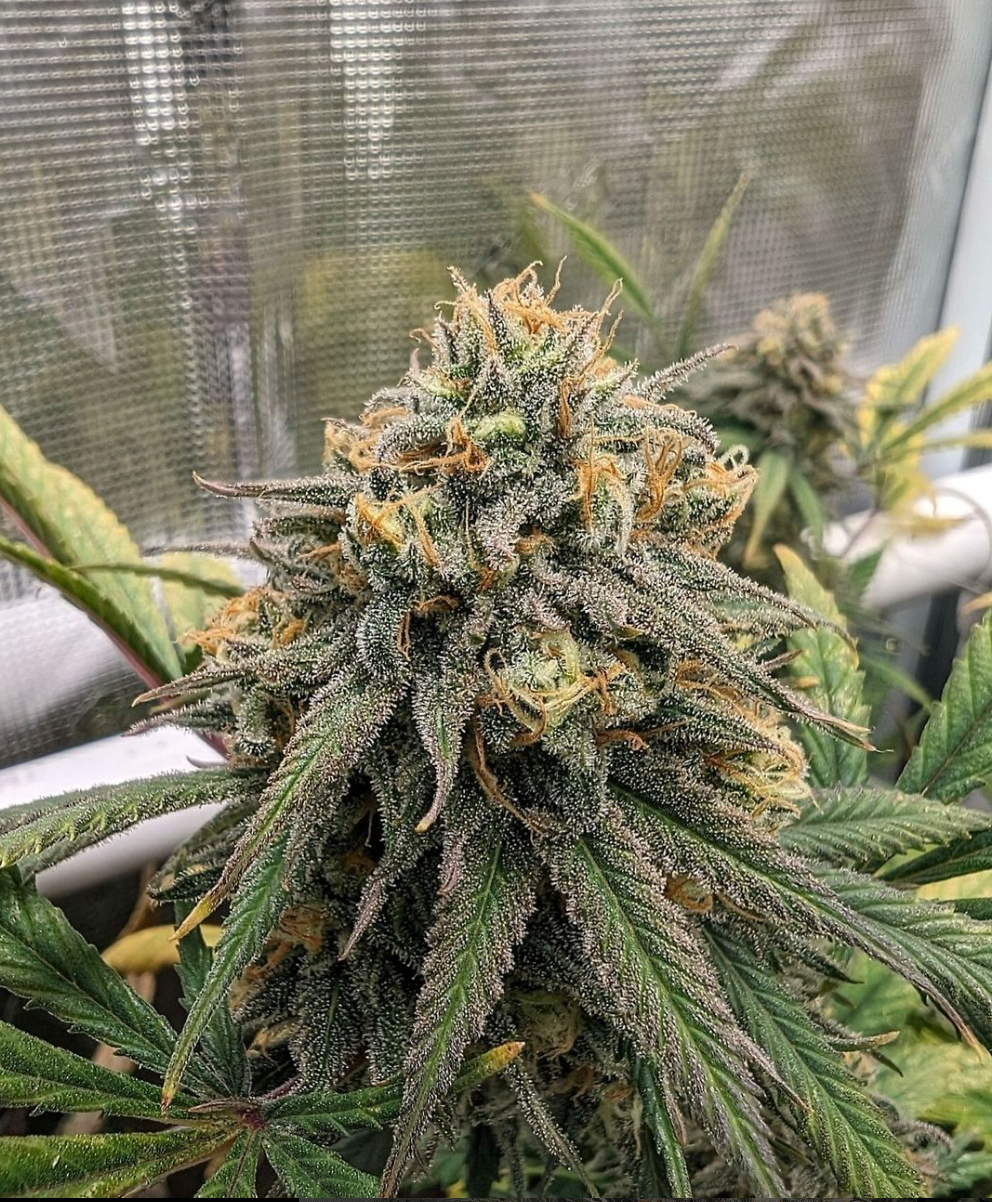 Santa Cruz Goat Farm - Wet Dreams (F)