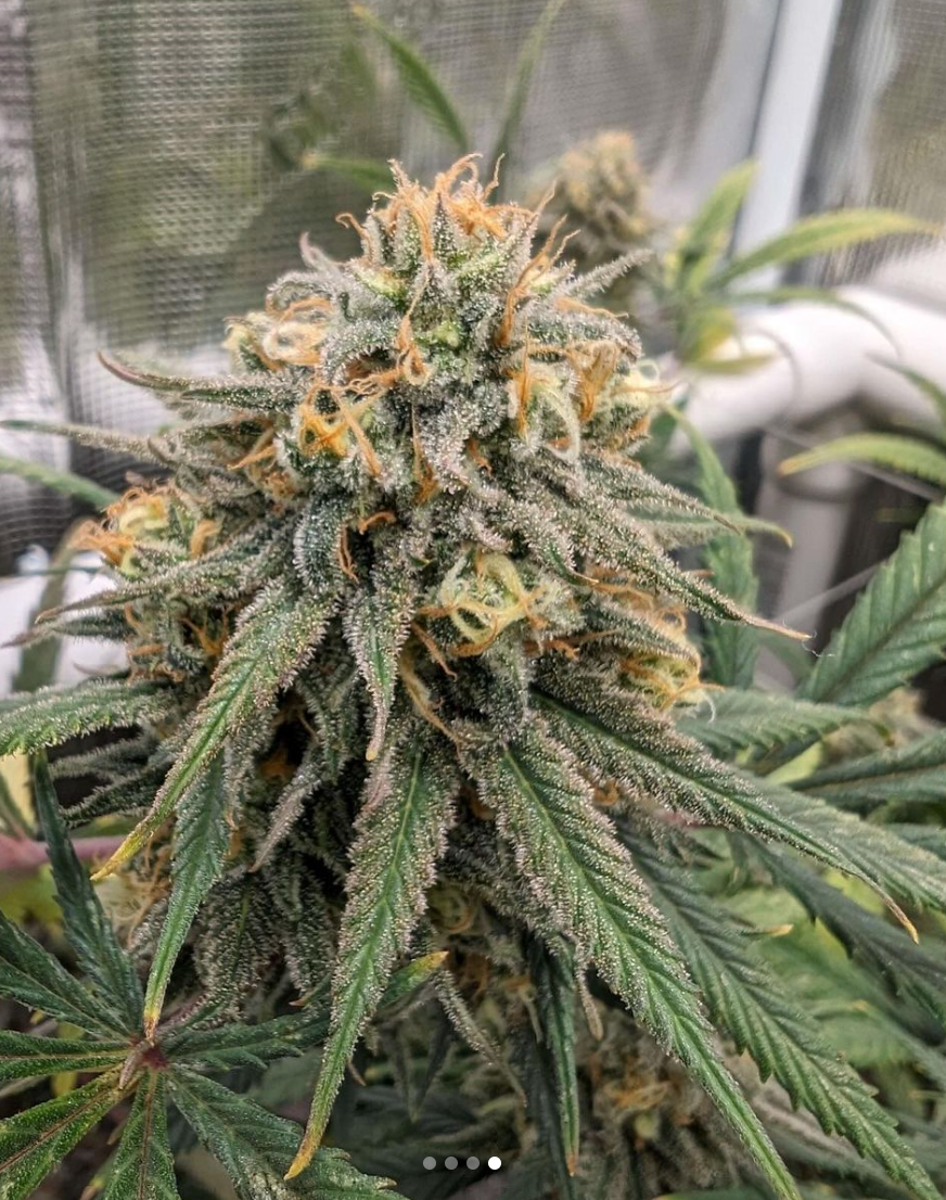 Santa Cruz Goat Farm - Wet Dreams (F)