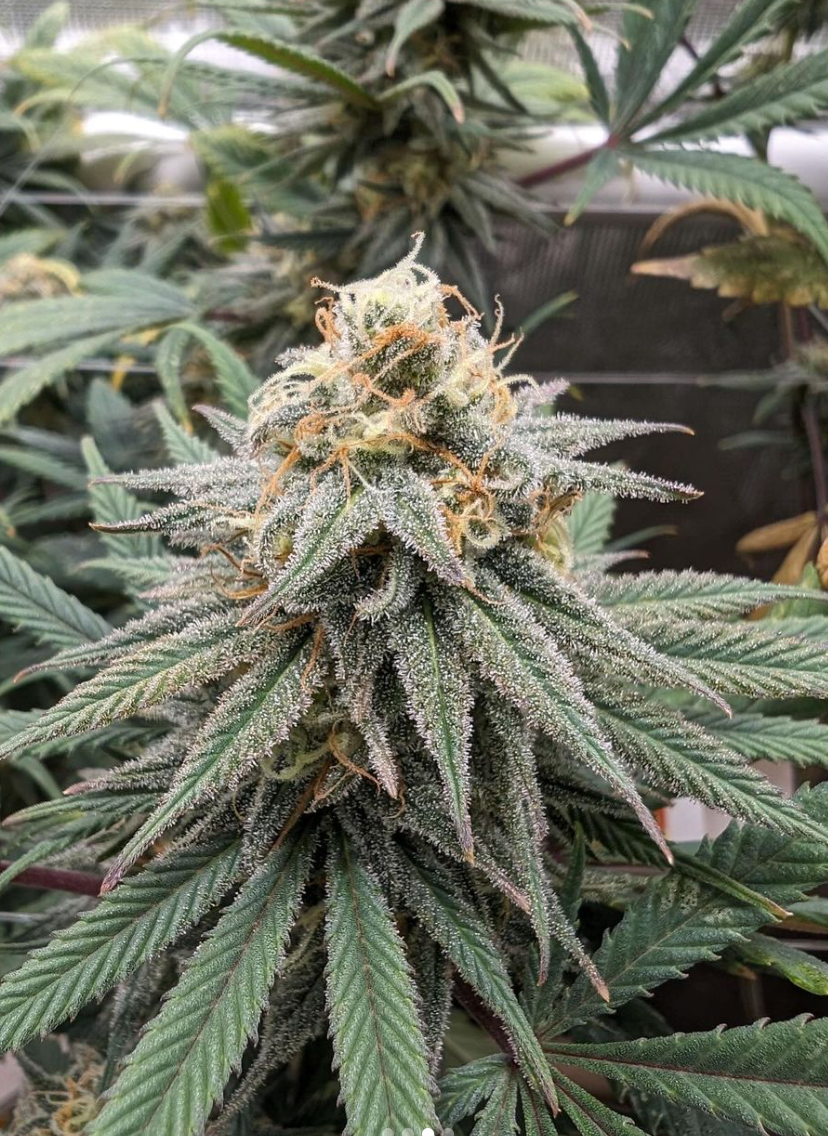 Santa Cruz Goat Farm - Wet Dreams (F)