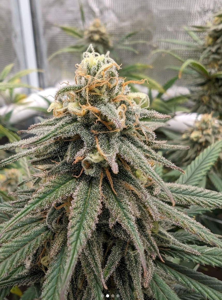 Santa Cruz Goat Farm - Wet Dreams (F)