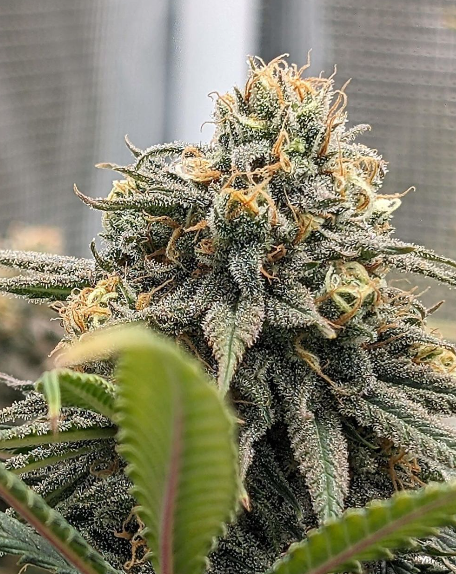 Santa Cruz Goat Farm - Wet Dreams (F)