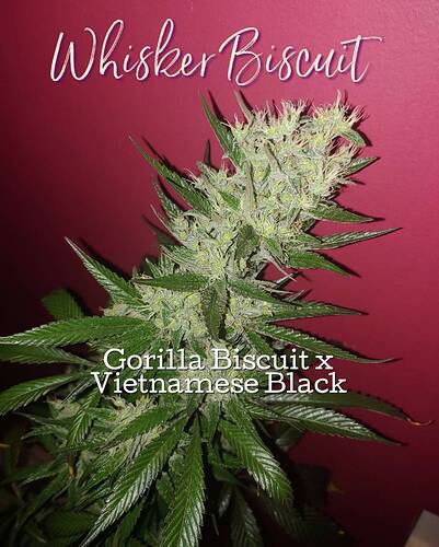 Blackbird Preservations - Whisker Biscuit F3
