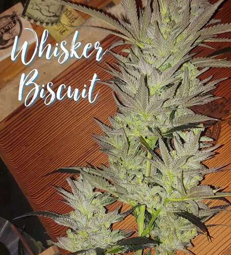 Blackbird Preservations - Whisker Biscuit F3