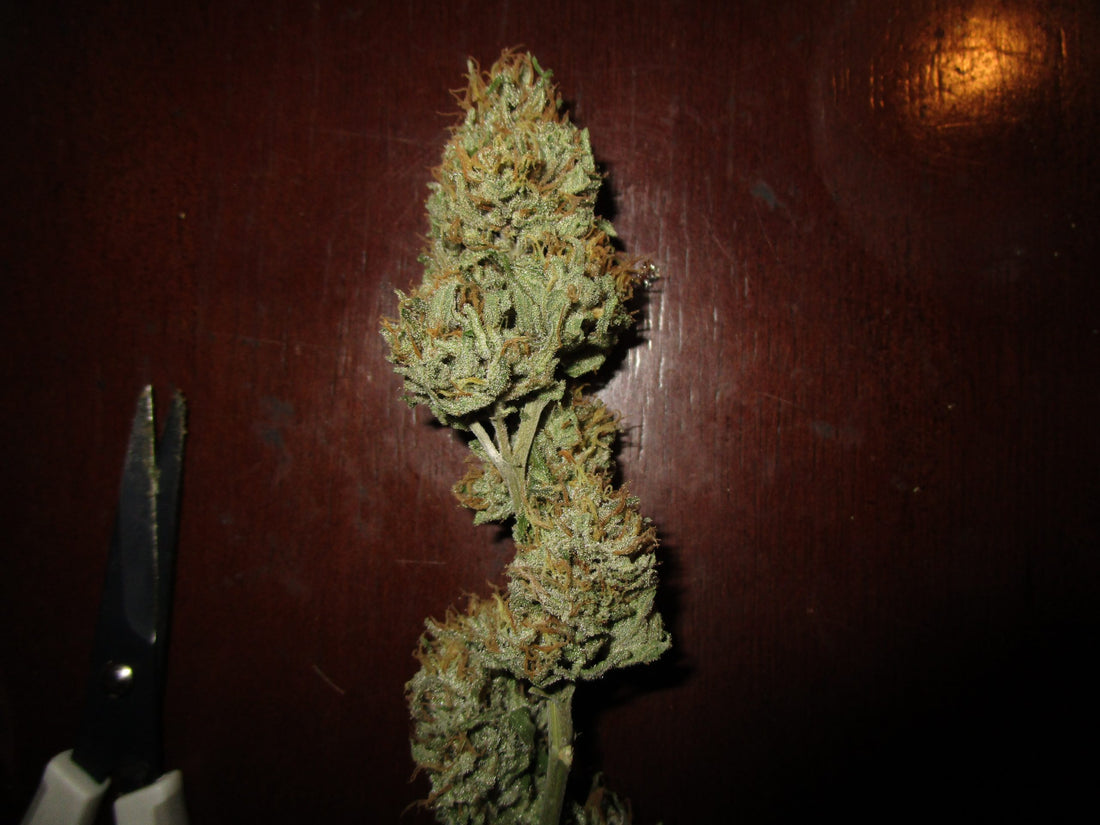 The Nature Farms - '95 Silver Haze F5