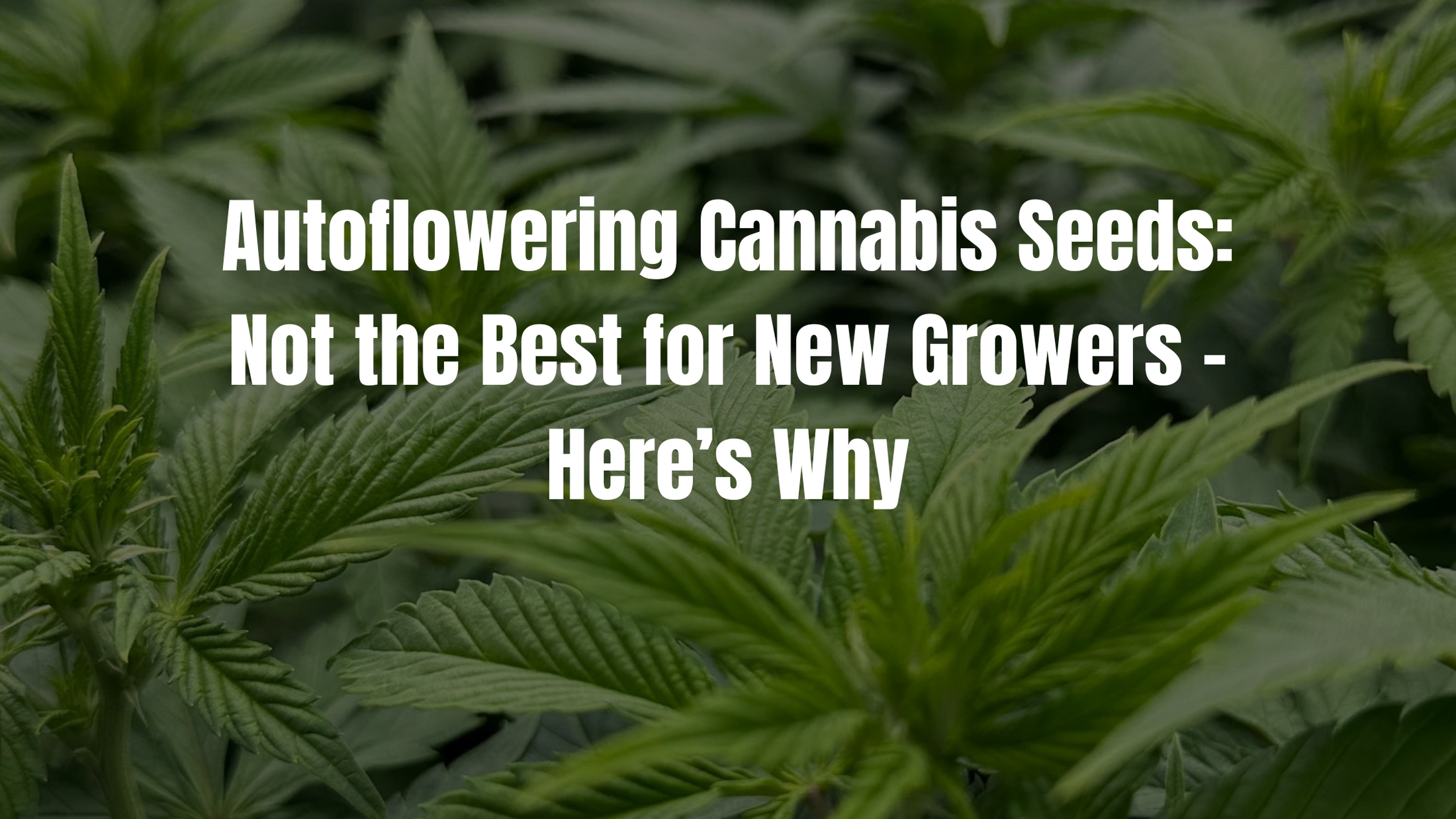 Autoflowering Cannabis Seeds: Not the Best for New Growers – Here’s Why