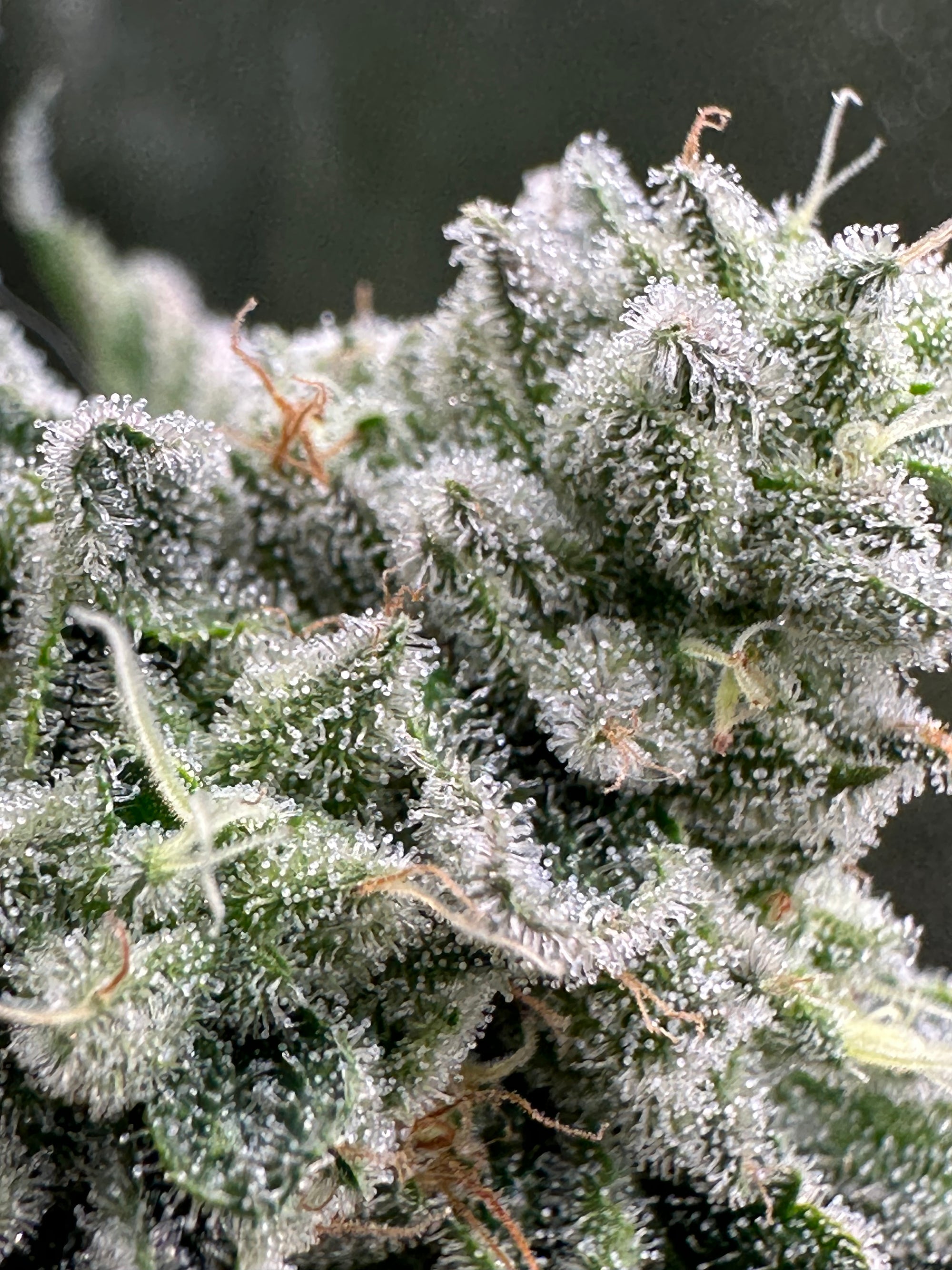 How to Grow Great Weed at Home: A Guide to Genetics, Environment, and Growing Mediums