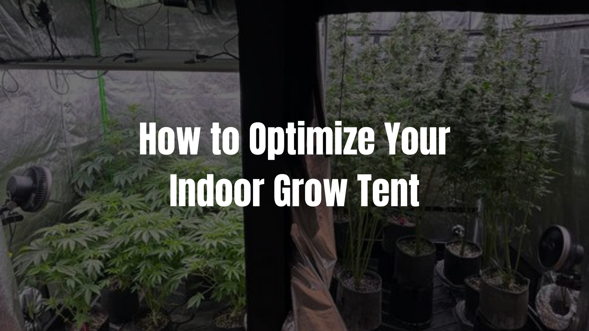 How to Optimize Your Indoor Grow Tent