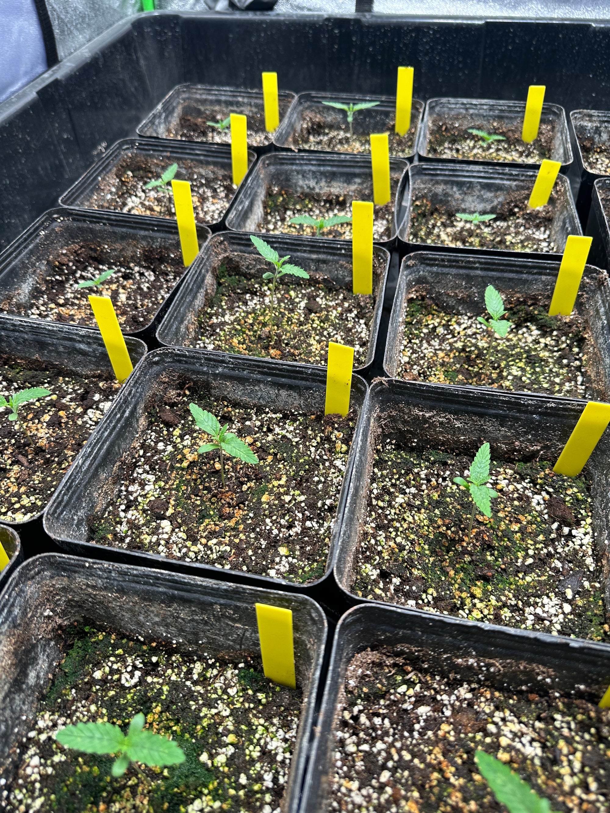 How to Perfectly Water Cannabis Seedlings in the First Week