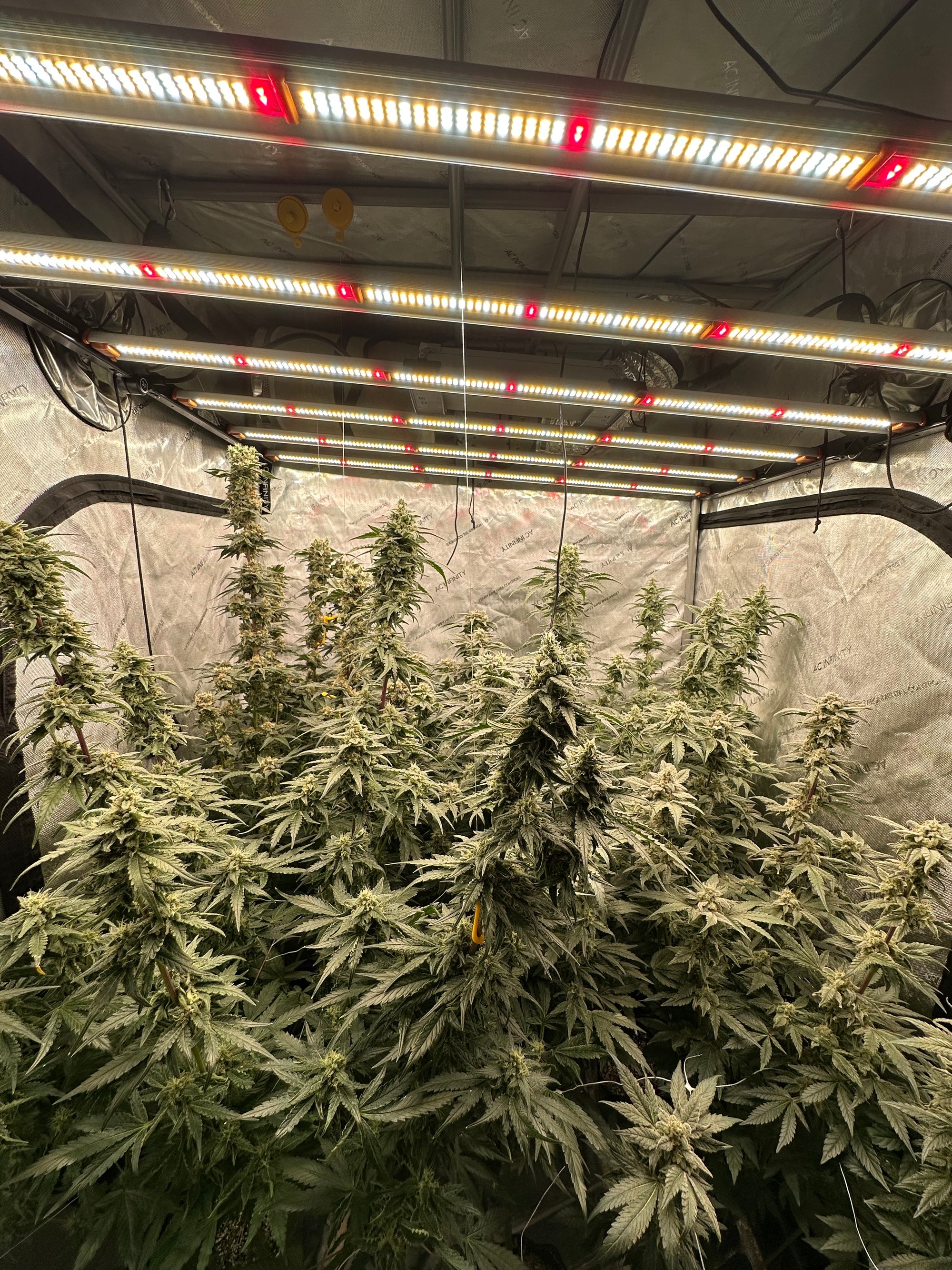 Mastering the Flowering Stage for Indoor Cannabis Cultivation