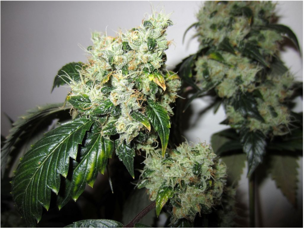 Chemdog: From Dogbud to Cannabis Strain Legend