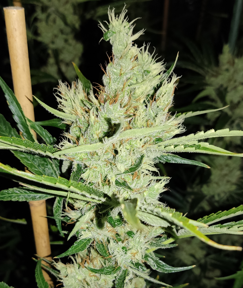 Kali Mist: The Enigmatic Queen of Sativas