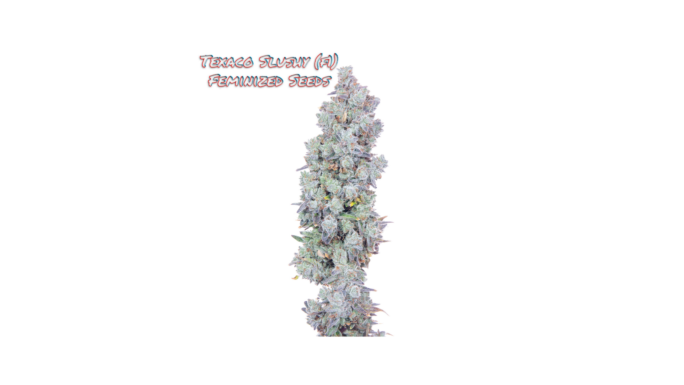 Romulan Genetics - Texaco Slushy Grow Log