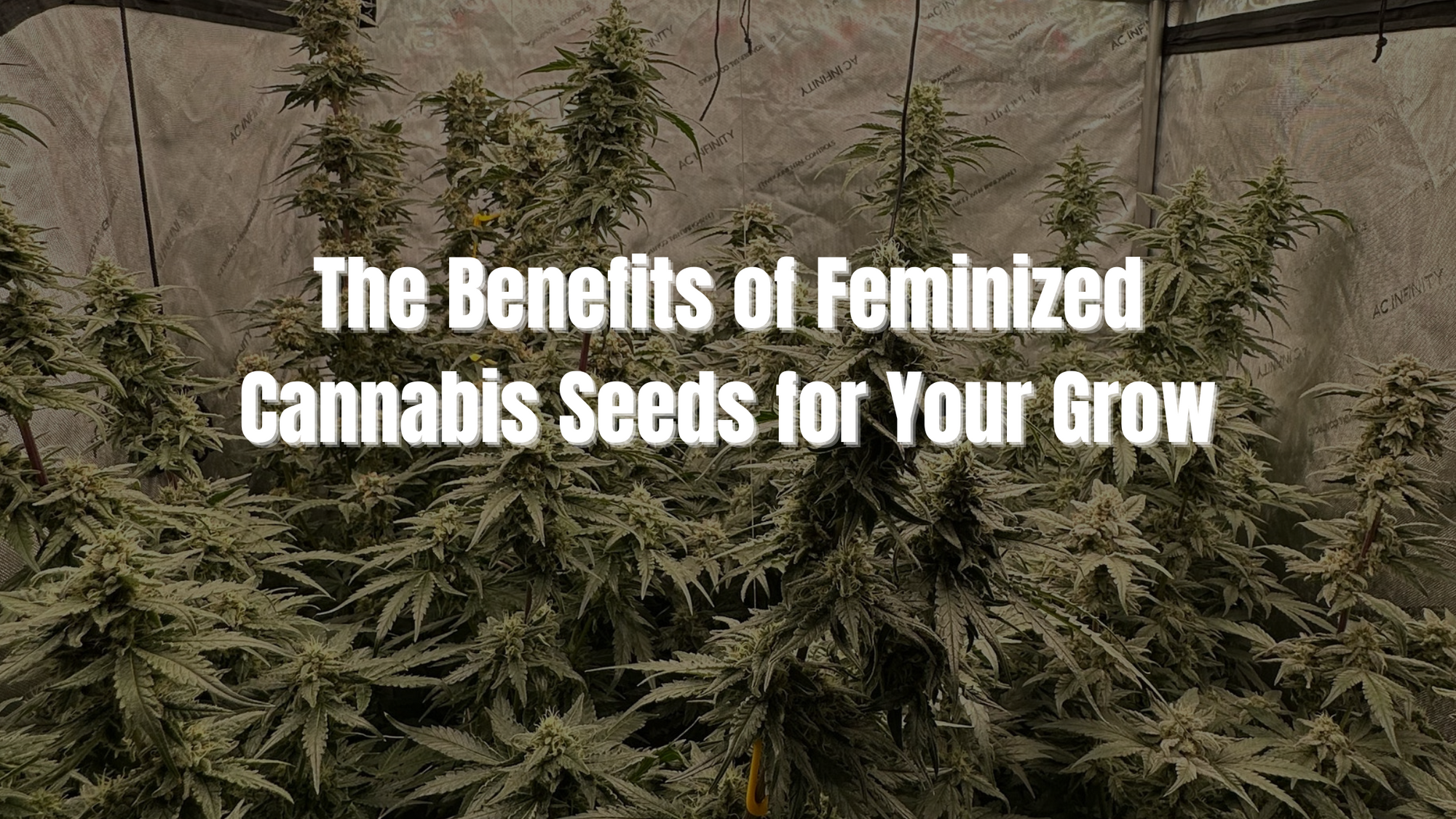 The Benefits of Feminized Cannabis Seeds for Your Grow