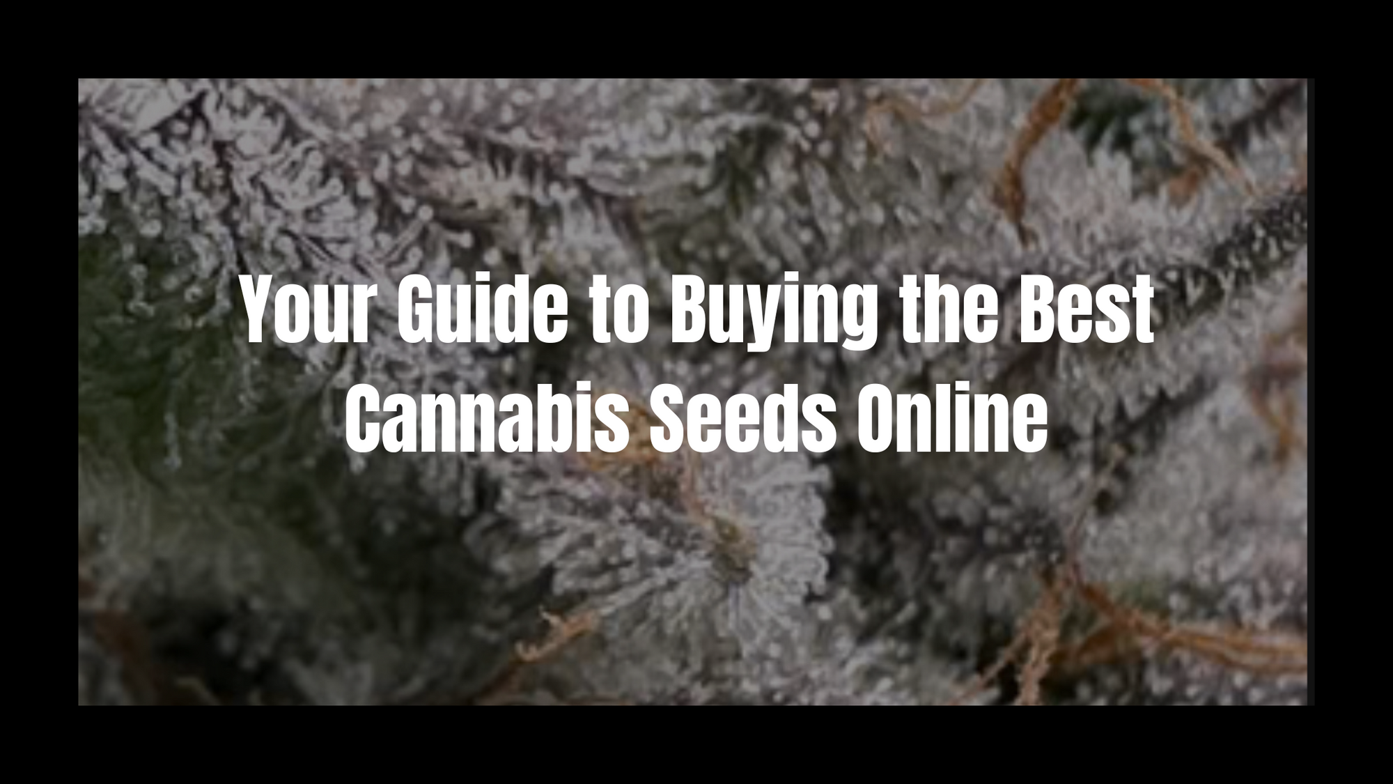 Your Guide to Buying the Best Cannabis Seeds Online