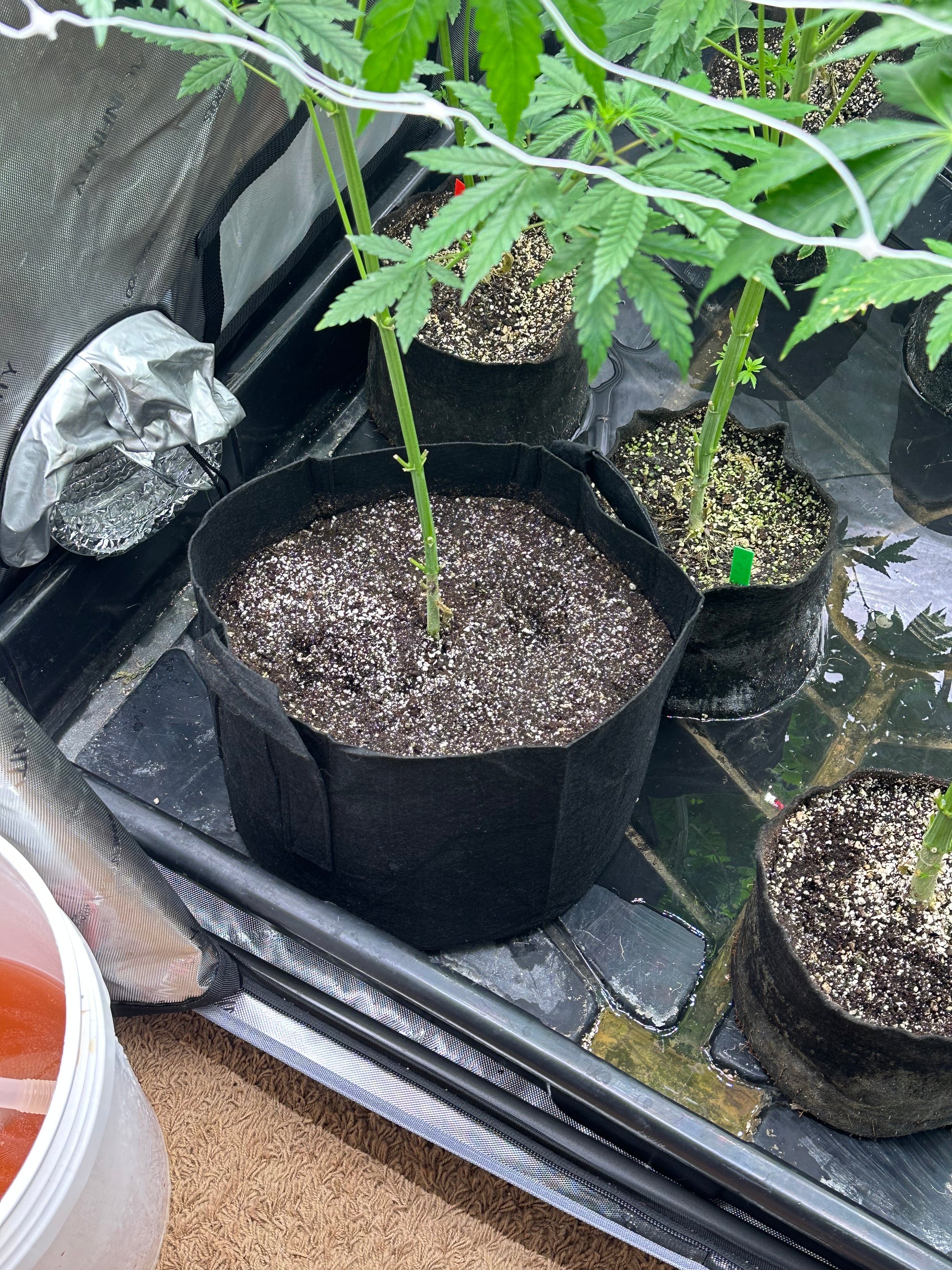 How to Choose the Best Pots for Cannabis Plants