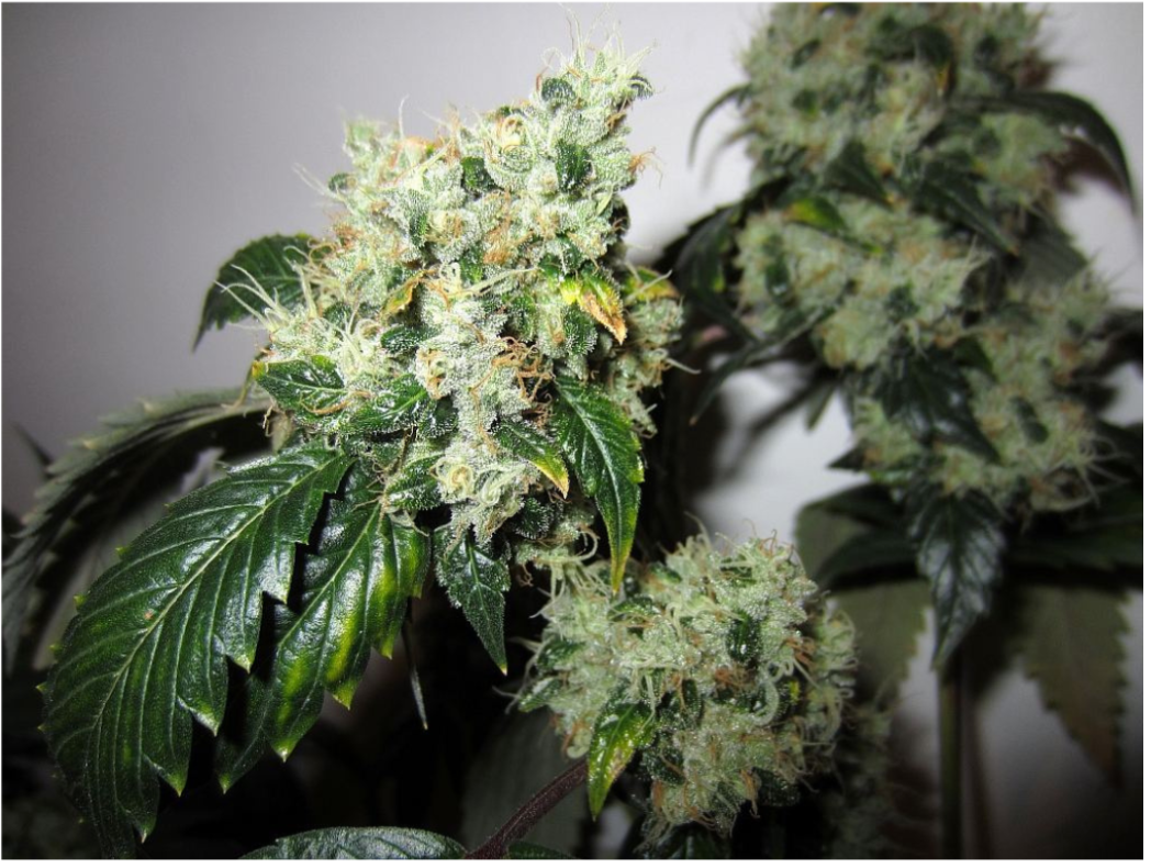 Chemdog Chemdog Strain Guide: The Complete History, Genetics, and Growing Tips